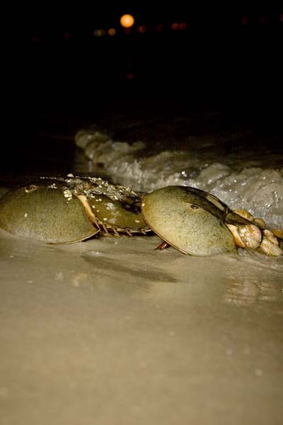 Horseshoe crabs at Plumb Beach. Photo by Klaus Schoenwiese.