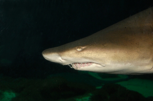 Sand tiger shark. Photo by J.L. Maher/WCS