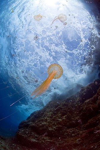 Pelagia noctiluca swimming near Spain. Jellyfish photo by Oceana/Suarez