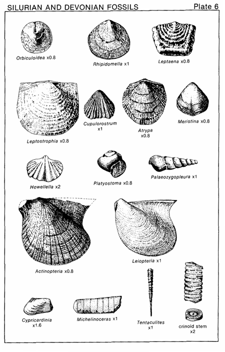 Devonian Epoch fossils by the Illinois State Geological Association.
